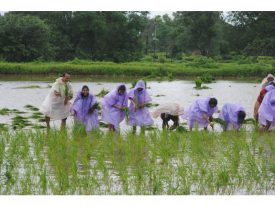 Rice Plantation Activity by CSR